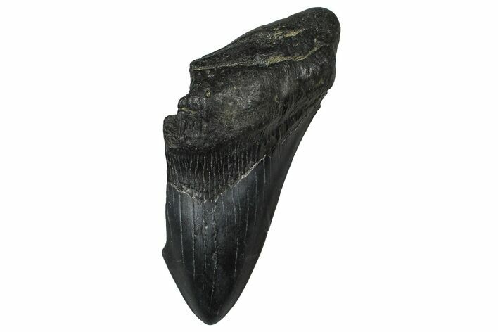 Partial Fossil Megalodon Tooth - South Carolina #374268